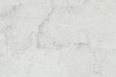 White Birch Bark Wallpapers