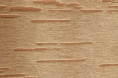 Download Backgrounds   Birch Bark   Free Cool Backgrounds And ...