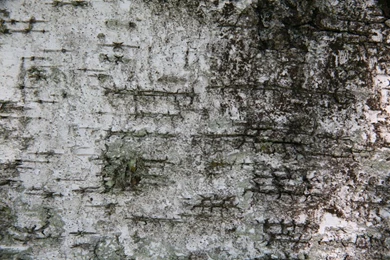 Birch Bark Texture 01 By Arkaydo On DeviantArt