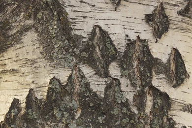 Birch Bark >> HD Wallpaper, Get It Now!