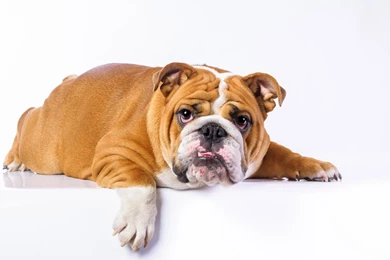 Bull Dog Wallpapers0