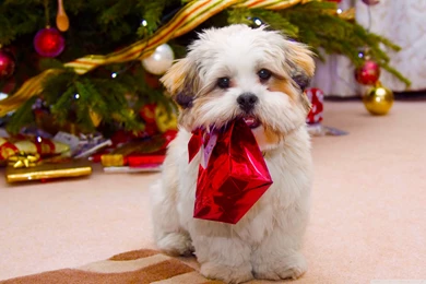 Hd Christmas Puppy Wallpapers. Christmas Dog Wallpapers Free ...