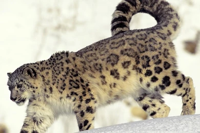 Animals Full HD Wallpapers, HD 1080P, 1980X1080, High Quality 3 ...