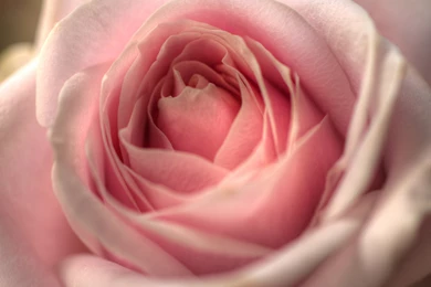 Free Wallpapers Background, Pink Rose In Blossom, Sweet And ...