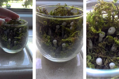 Kodama (spirits) From Princess Mononoke By JenelleArt On DeviantArt