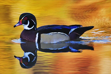 Free Ducks Close up High definition Desktop Wallpapers 9 － Animal ...