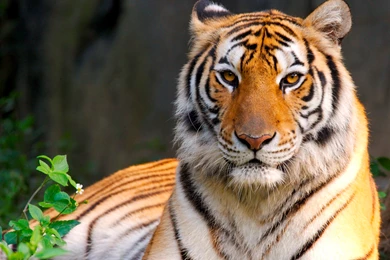 Download HD Tiger Beauty Desktop Wallpapers