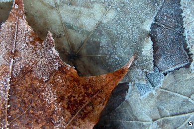 Winter Is Coming Wallpapers