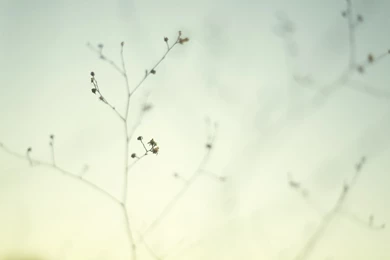 Wallpapers 1200x800   (