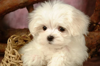 Puppies Hd Wallpapers 1080p Images