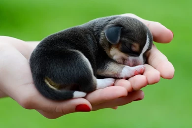 Description The Wallpapers Above Is Beagle Dog Puppy Wallpapers In ...