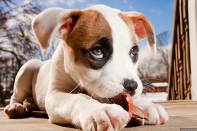 Cute Dog Puppy Wallpapers 1024x768 Iwallhd Wallpapers Hd