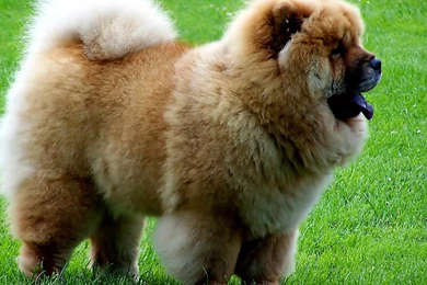 Download Beautiful Brown Puppy Dog Hd Wallpapers