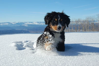 Bernese Mountain Dog Puppies   Wallpaper.