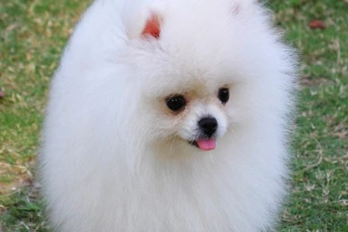 Puppy Dog Hd Wallpapers   Free Hd Wallpapers