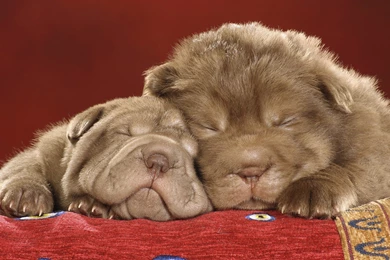 SuperHD.pics: Sweet Dreams Puppy Dream Sleep Dog Animal Desktop ...
