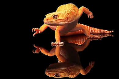 Keren Kadal Hd Wallpapers Desktop: Layar Lebar: Definisi Tinggi ...