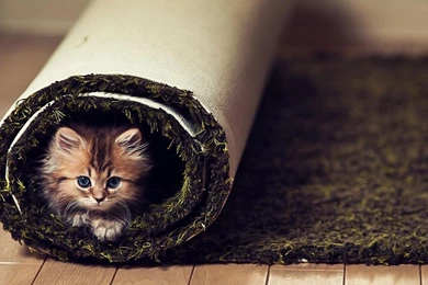 Cute Animal Cat HD Wallpapers For Desktop