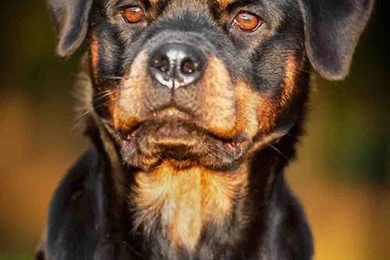 Rottweiler Wallpapers Free   Android Apps On Google Play