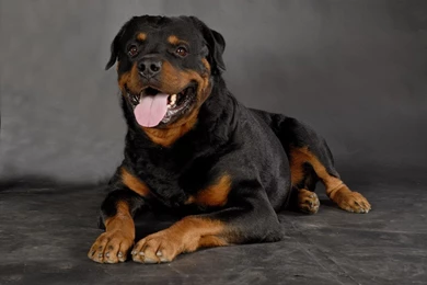 Rottweiler Wallpapers