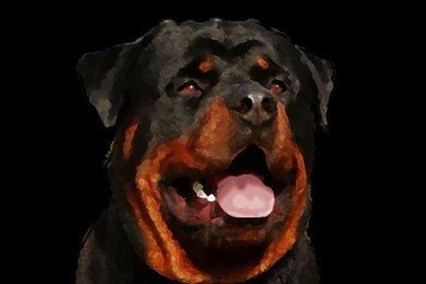 Rottweiler Puppies Wallpapers Hd 19 Free Wallpapers   Hivewallpaper.com
