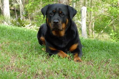 Rottweiler Wallpapers Free Wallpapers   Free Rottweiler Wallpapers ...