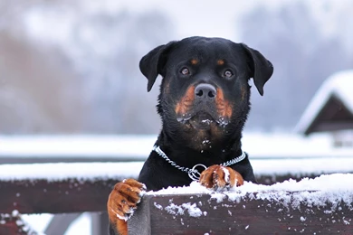 Dog Rottweiler Wallpapers Free Download