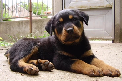 Beautiful Rottweiler   Rottweiler Wallpapers (13378960)   Fanpop