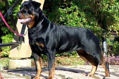 Rottweiler Dogs 19 Free Wallpapers   DogBreedsWallpapers.com