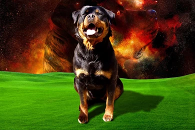 Rotweiler Wallpapers   Wallpapers Cave