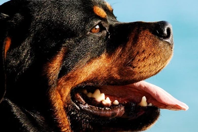 Top Ten Rottweiler HD Wallpapers Free Download