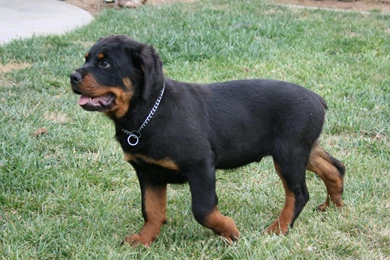 Top Wallpapers Rottweiler Kootation Wallpapers