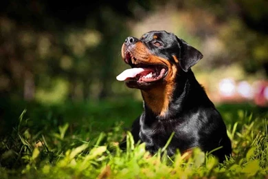 Rottweiler Wallpapers Free 1.0 APK