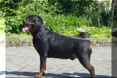Wallpapers Rottweiler Frans Rottweilers 1280x960