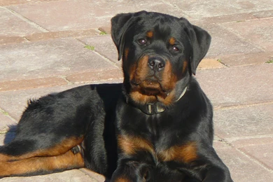 Saturday 23rd May 2015 08AM   2832x2128 Rottweiler Desktop ...