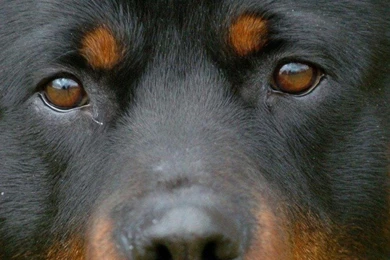 Top Ten Rottweiler HD Wallpapers Free Download   TOPELY Source Of ...