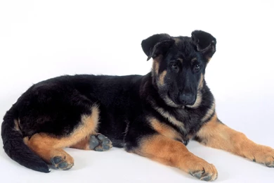 Rottweiler Dogs 29 Free Hd Wallpapers   DogBreedsWallpapers.com