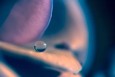 Beauty Catch Wallpapers