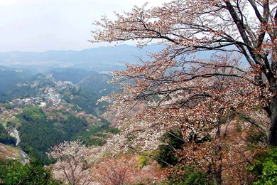 Japanese Style: Houses Photographic Wallpapers Of Cherry Blossoms ...