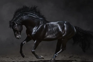 Strong Black Horse Desktop Backgrounds HD 1920x1200