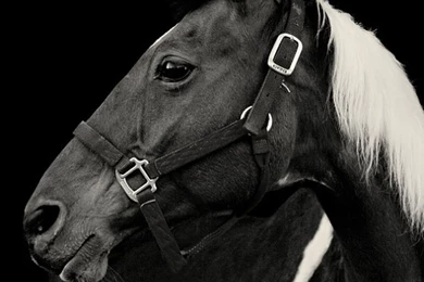 Paint Horse With Black Backgrounds Photograph By ApplesAndOats