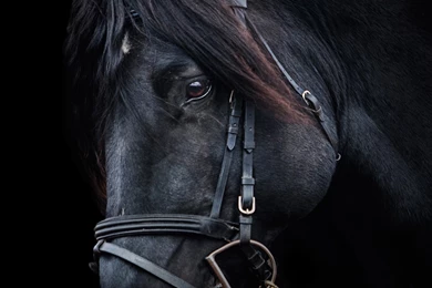 Black Horse Backgrounds Wallpapers Hd