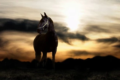 Black Horse Best Desktop Wallpapers