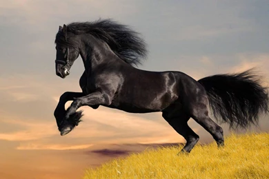 Black Horse Backgrounds Hd Wallpapers