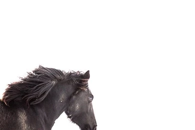 Horse Photography Black Horse Running On By WildnisPhotography