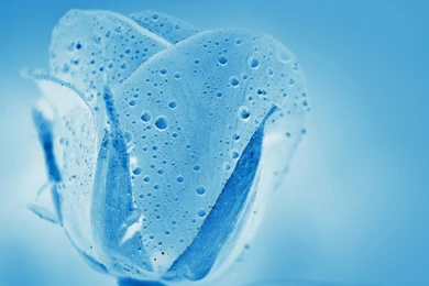 Wallpapers For The Computer, Blue Aqua Rose, Rain Drops All Over ...