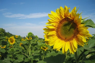 Wallpapers Tagged With NATURE