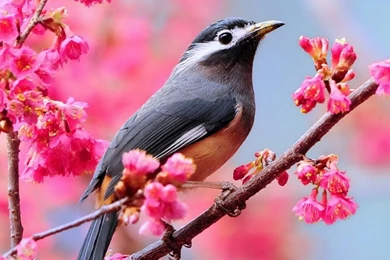 Beautiful Desktop Wallpapers