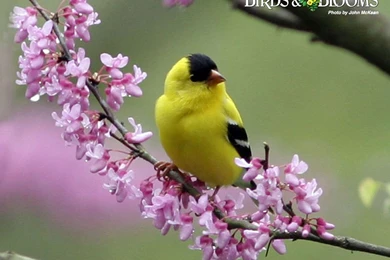 Birding Birds & Blooms. Bird Wallpapers Com Screensavers ...