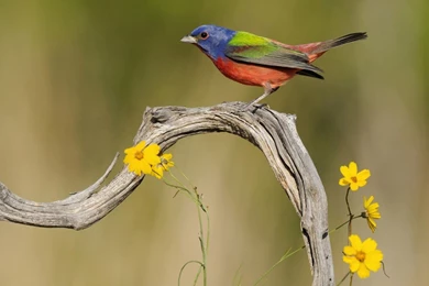 Flowers For Flower Lovers.: Flowers And Birds Desktop Wallpapers.